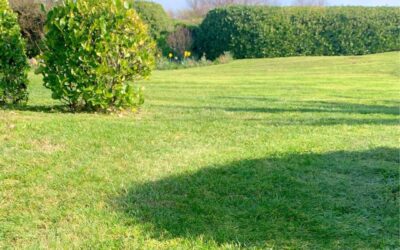Avant Apres – Entretien paysager Decouvrez en photo une de nos 1 - Accueil 🌿Avant/Apres – Entretien paysager🌿 📷Decouvrez en photo une de nos…